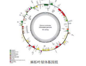 细胞器基因组