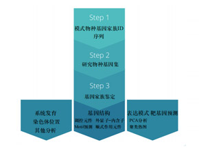 基因家族鉴定