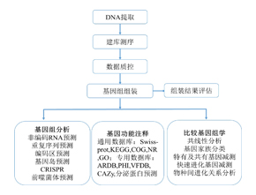 细菌基因组de novo测序