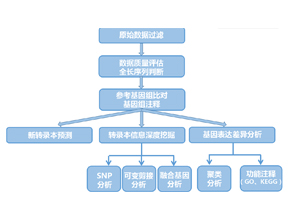 全长转录组测序