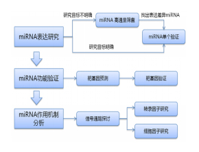 miRNA 技术服务