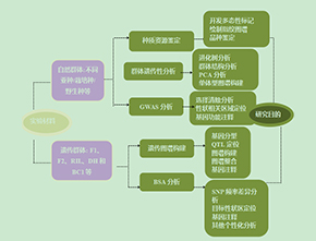 简化基因组