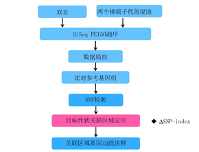 BSA性状关联分析