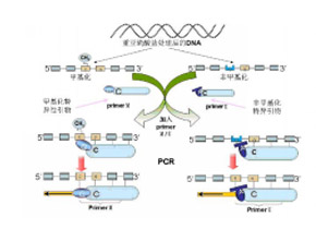 DNA甲基化检测服务