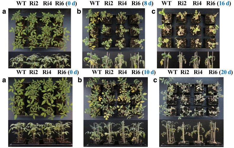 集思慧远客户发表《番茄SlbZIP1转录因子对盐和干旱胁迫处理的调控作用》