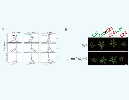 PNAS:上海生科院逆境中心朱健康研究组揭示RdDM介导的DNA甲基化与杂种优势无关