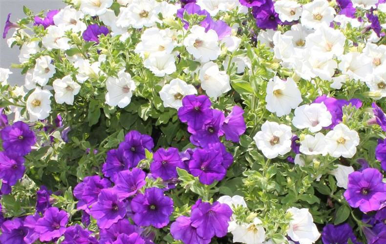 集思慧远客户发表《矮牵牛花冠衰老转录组研究》