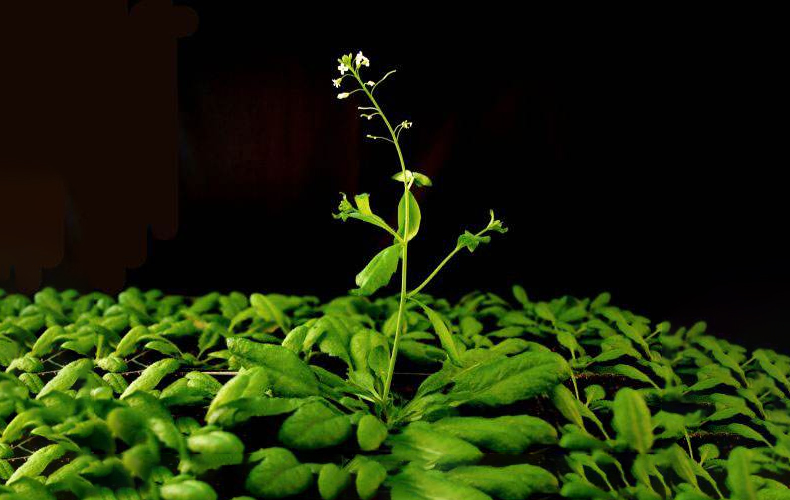 拟南芥脱水胁迫下诱导mRNA 3'UTR区域延长
