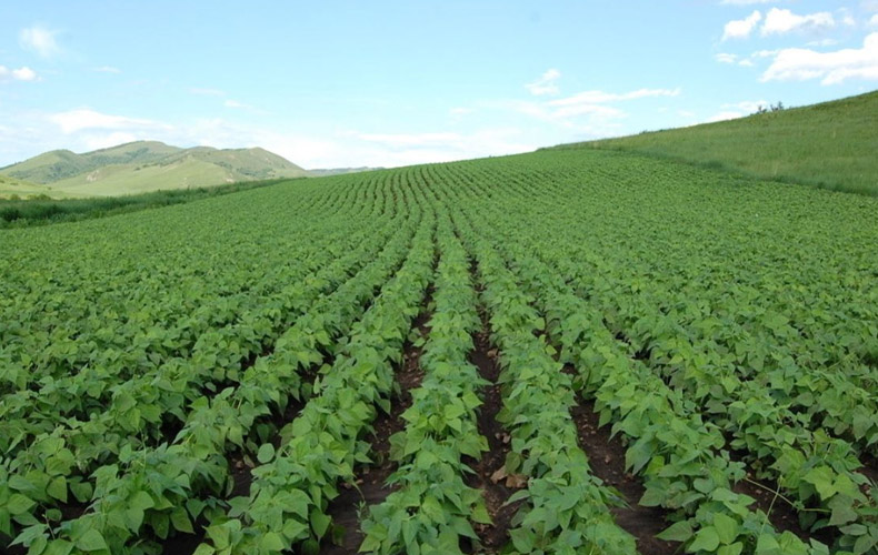 集思慧远客户发表文章《通过RNA-seq鉴定和分析野生大豆（Glycine soja）根中的NaHCO3胁迫应答基因》