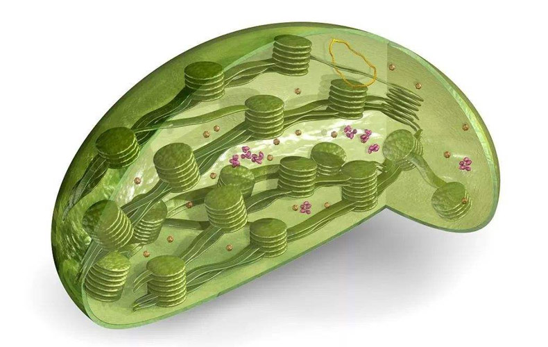 集思慧远全新高通量产品——动植物细胞器高通量测序