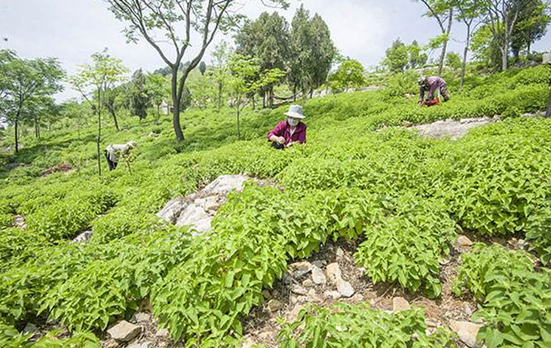 集思慧远客户发表《王枣子根、茎和叶的比较转录组分析揭示了王枣子素生物合成的候选基因》