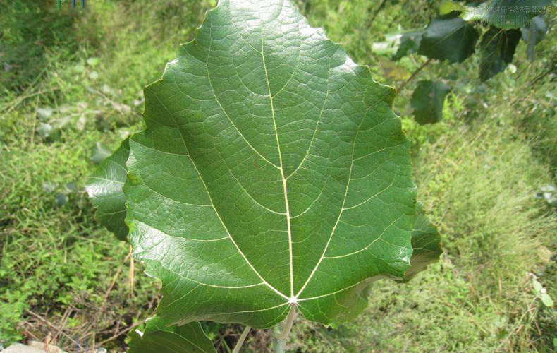 集思慧远客户发表《毛白杨叶片和茎尖分生组织中小RNA的鉴定与分析》