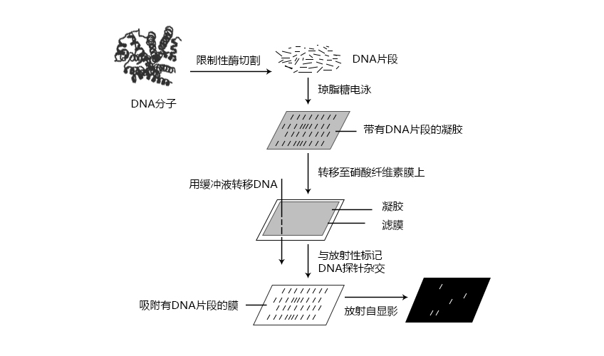 southern blot