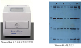 western blot