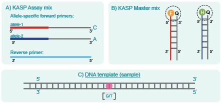 KASP基因分型