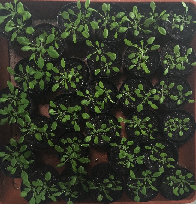 植物遗传转化