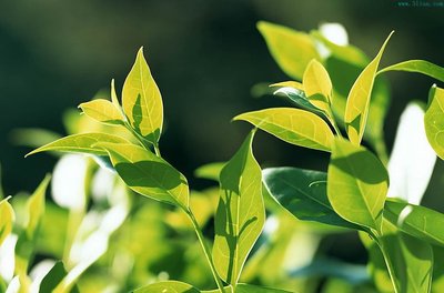 集思慧远 | 转录组在植物盐胁迫中的应用