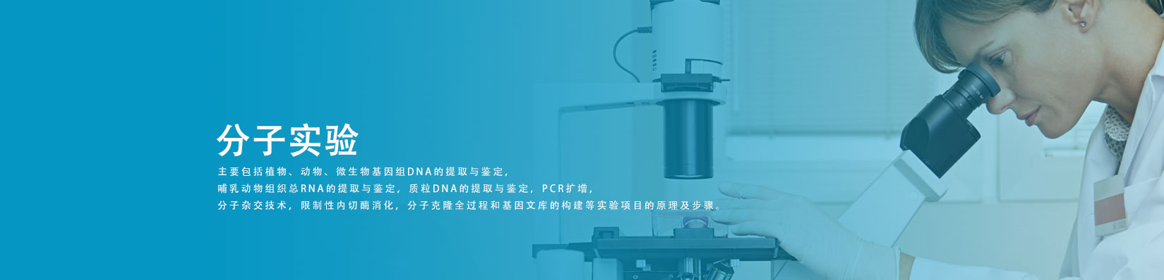 分子实验