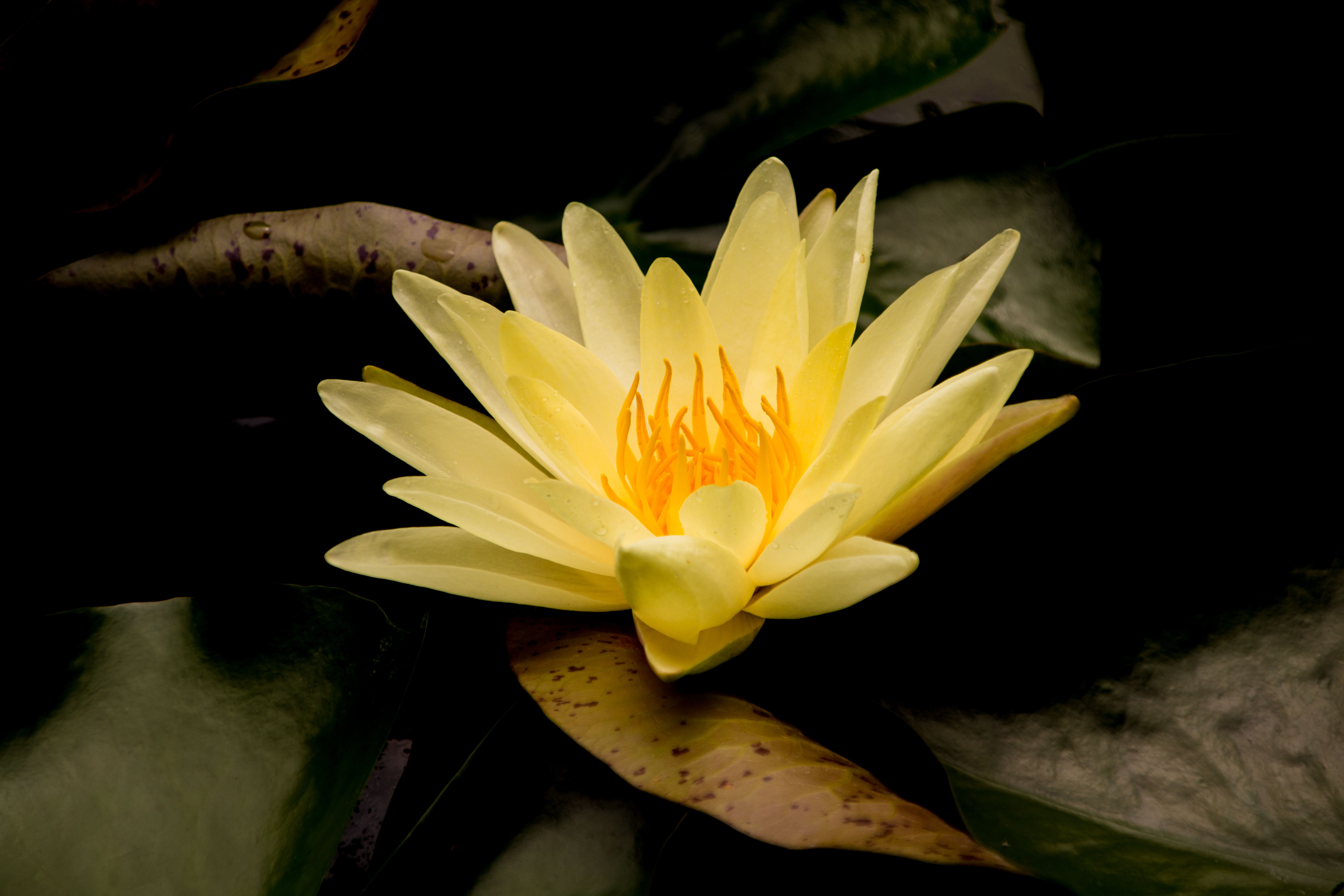 【客户文章】一篇Aquatic Botany带你掌握水生植物叶绿体研究思路