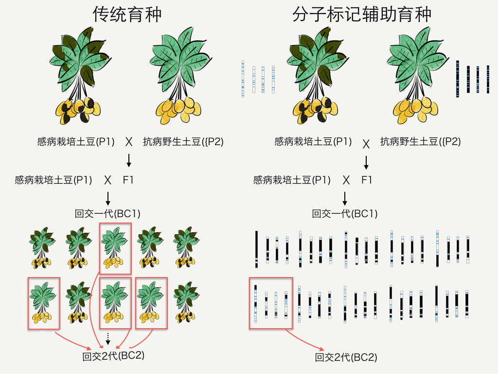 KASP标记开发与应用之—分子标记辅助育种，从“经验育种”走向“精确育种”