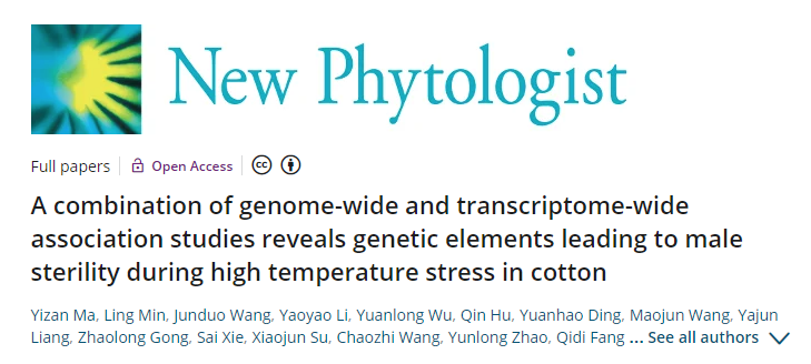 New Phytologist | 全基因组和全转录组关联研究揭示了高温胁迫下导致棉花雄性不育的遗传因素