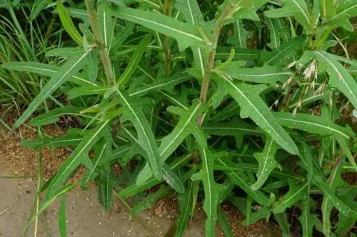 长裂苦苣菜叶绿体基因组全序列阐明其和菊科近缘种的   进化关系