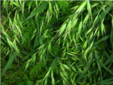 野大麦叶绿体全基因组：基因组组构、密码子使用偏好性、系统发育关系和结构比较分析