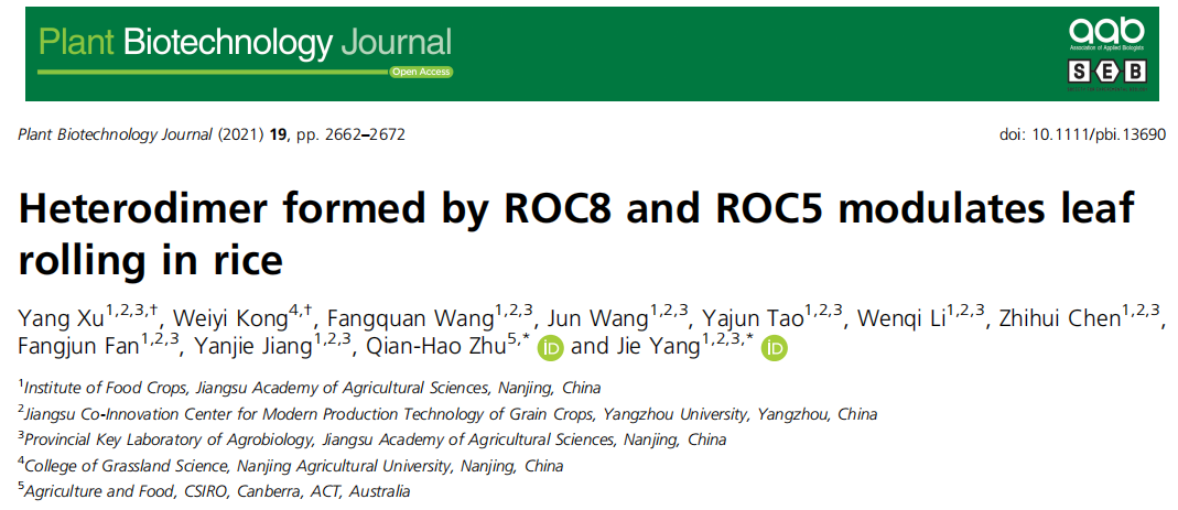 客户PBJ文章|ROC家族成员调控水稻株叶形态