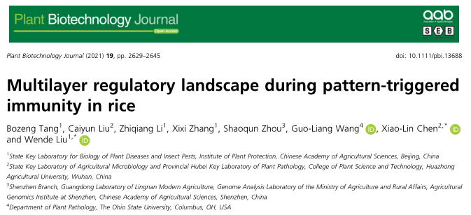 ​国际权威学术期刊Plant Biotechnology Journal |多组学分析水稻模式触发免疫过程中的多层调控网络