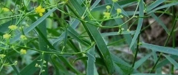 客户文章丨植物线粒体基因组高级分析轻松发SCI 4分文章北柴胡线粒体的组装和比较分析