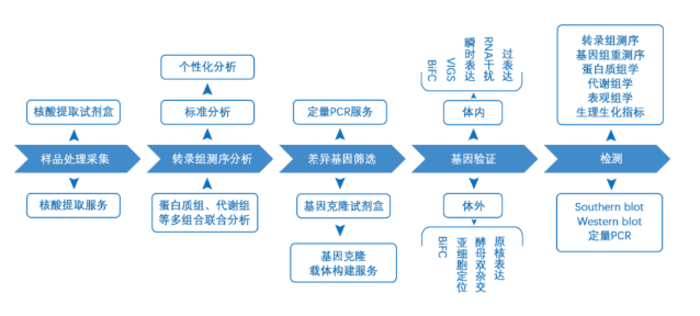 集思慧远丨2022年度转录调控合作文章IF突破100！