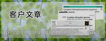客户文章丨单个叶绿体基因组如何发文4分+，请看这里