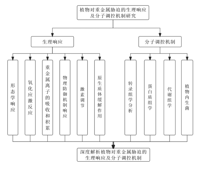 抗逆生理丨植物对重金属胁迫的生理响应及分子调控机制研究