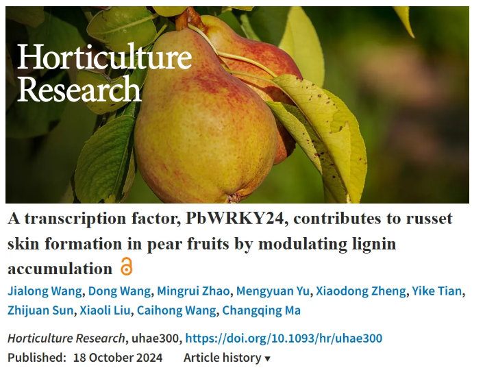 【农学前沿】DAP seq助力破解梨果褐皮形成之谜：WRKY转录因子PbWRKY24调控木质素合成新机制