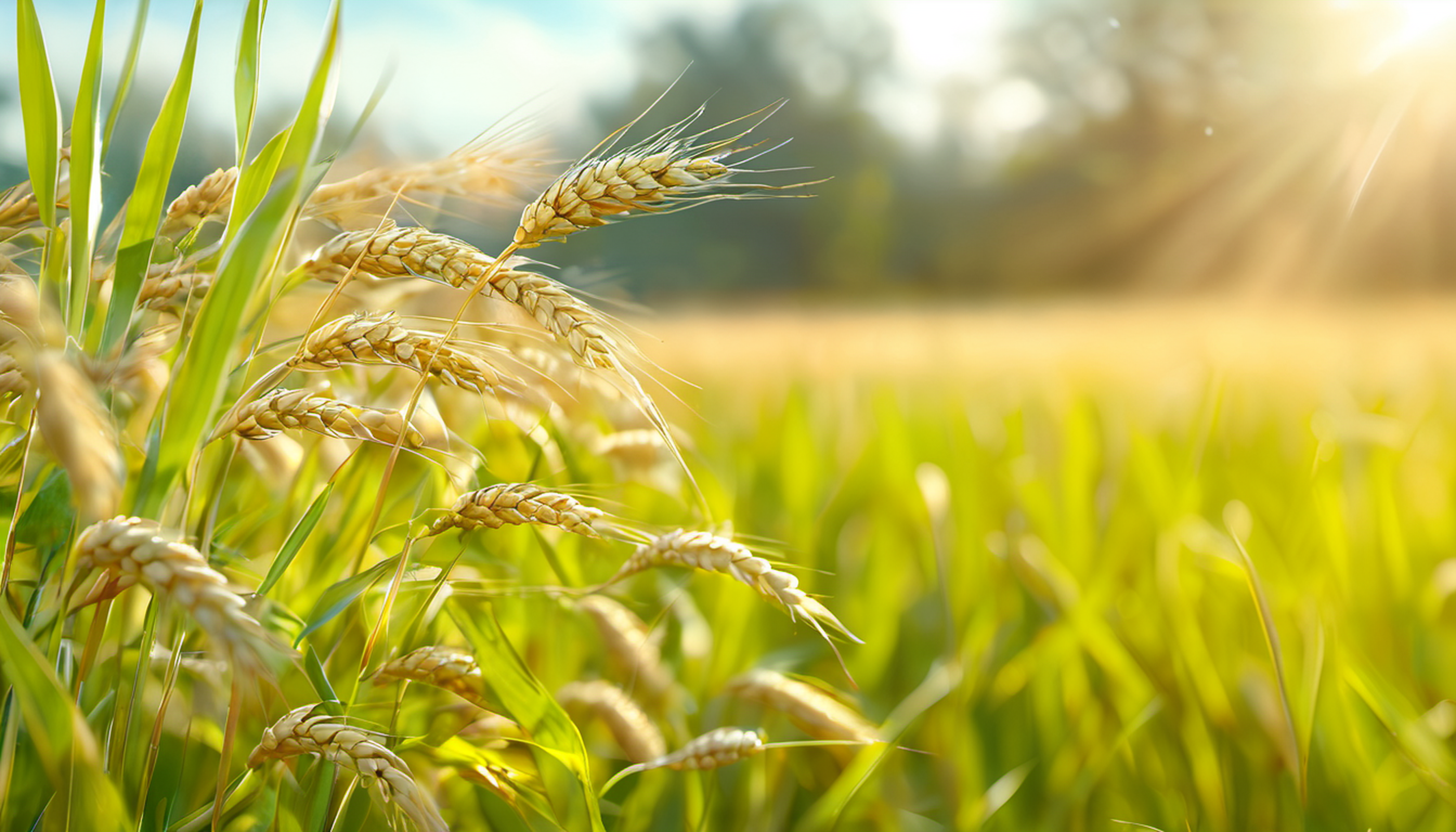 Nature重磅 |盐碱地如何成为未来粮仓？中国科学家发现水稻耐碱—热新基因，同时提高产量！