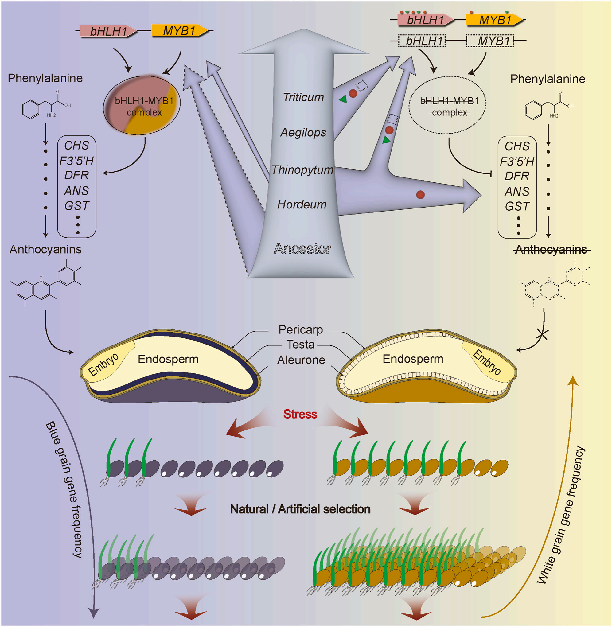 Plant Communications/首都师范大学揭示了bHLH1 和 MYB1 调控麦族作物籽粒颜色形成机制