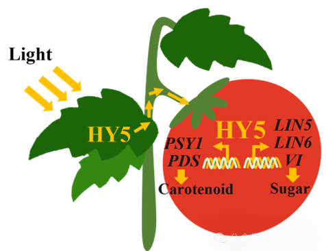 南农汪良驹团队破译我国首个苹果增色剂作用机制！ALA通过MdWRKY71-MdMADS1模块调控果实着色