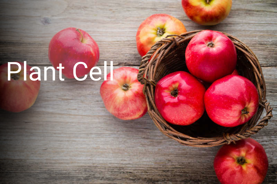 Plant Cell | 西北农林科技大学揭示MdNAC18.1调控苹果果实成熟机制