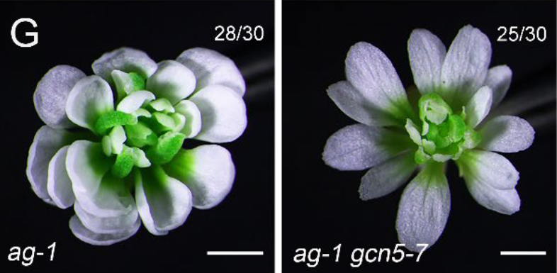 Plant cell（IF=11.6）|南京大学揭示组蛋白乙酰化酶GCN5调控拟南芥花分生组织活性及花发育的表观遗传密码