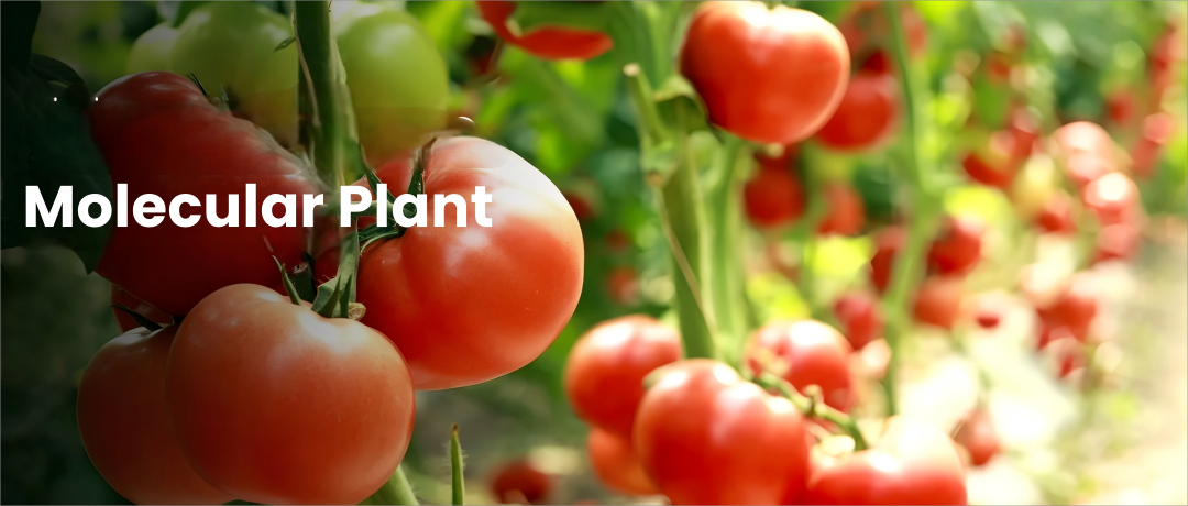 Mol Plant (Q1/24.1) | 浙江大学揭示低温影响番茄果实发育的分子机制