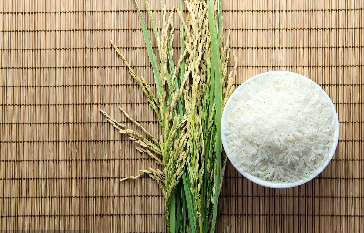 Mol Plant (Q1/24.1) | 中国农科院揭示MYB44调控小麦和水稻胚乳淀粉合成和粒重的分子机制