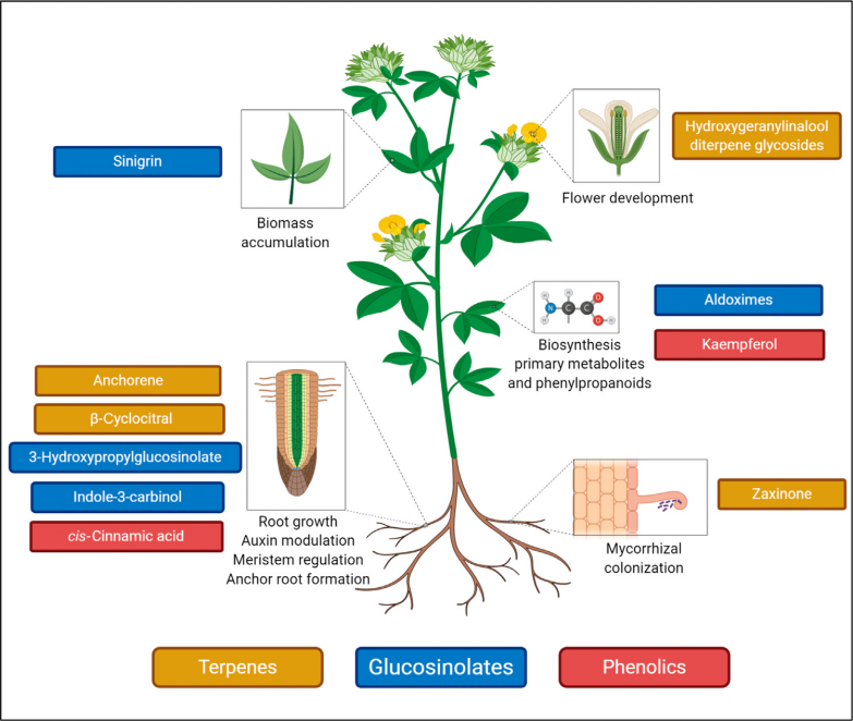 Trends in Plant Science（IF:20.8）/一文章告诉你为什么研究，如何研究植物代谢物-蛋白质相互作用！