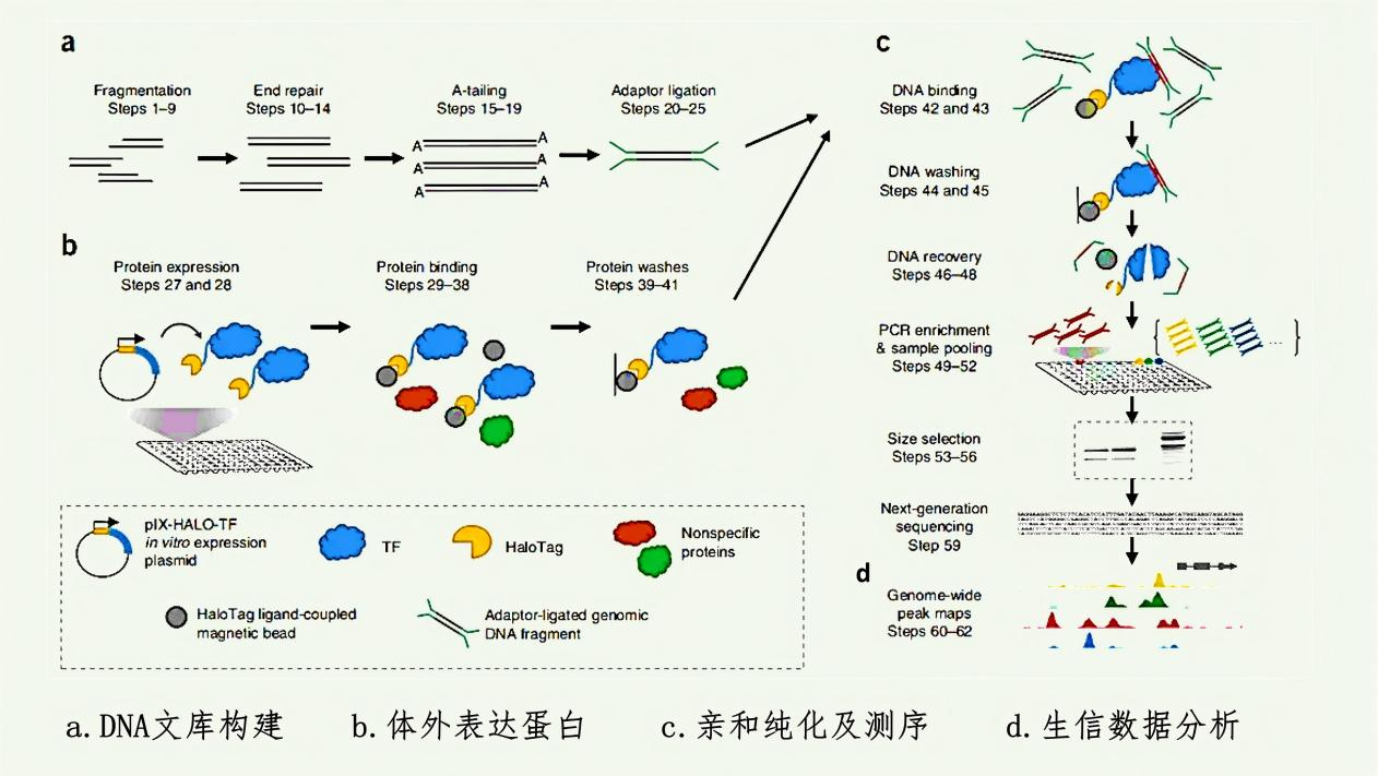DAP-seq
