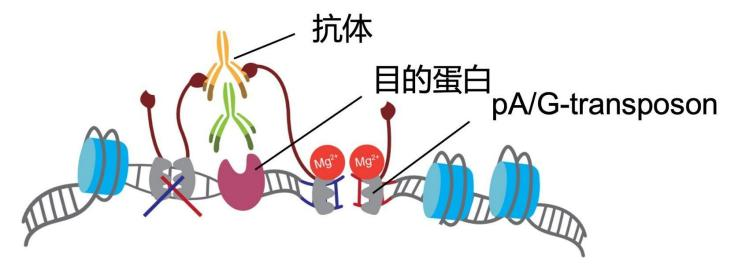 CUT&Tag-seq