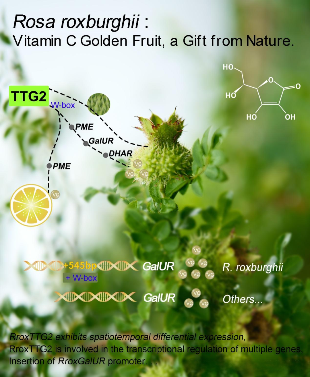 Plant Com | 华中农业大学徐强团队揭示刺梨高维生素C积累的分子机制