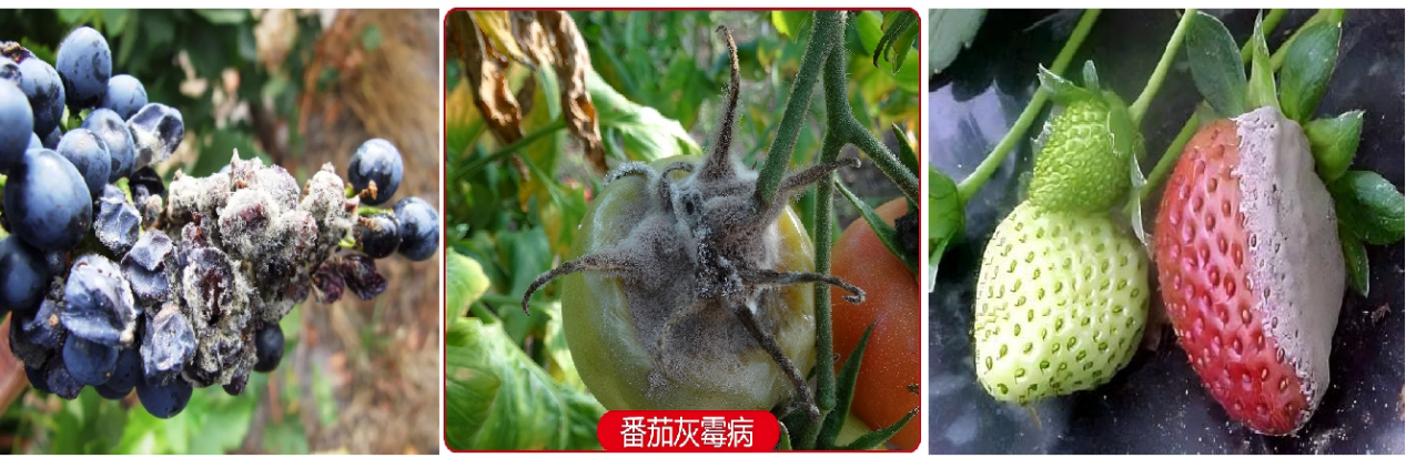 Sci Adv /化学蛋白质组可鉴定植物病原菌的潜在药物靶标，为绿色农药研发提供靶点