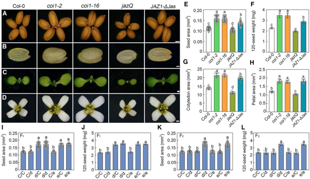 Plant Cell (Q1/11.6) | 增产新发现！中科院胡彦如团队揭示茉莉酸调控种子大小的新机制
