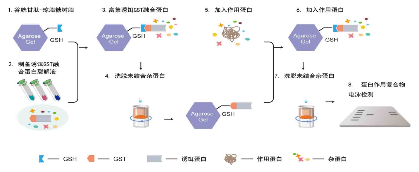 GST融合蛋白沉降技术(GST pull-down)