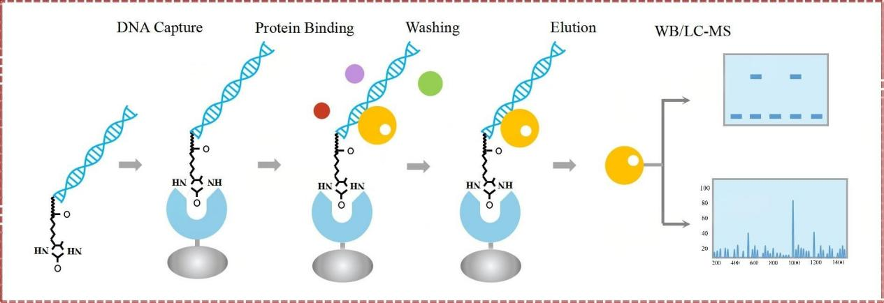 DNA Pull-down