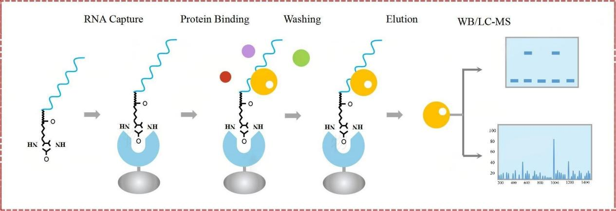 RNA pull down